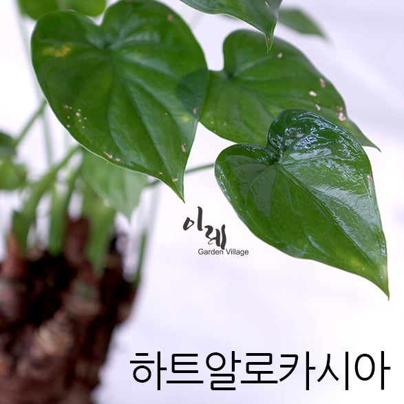 반려식물 하트 알로카시아 / 하트잎 귀여운 하트나무 알로카시아