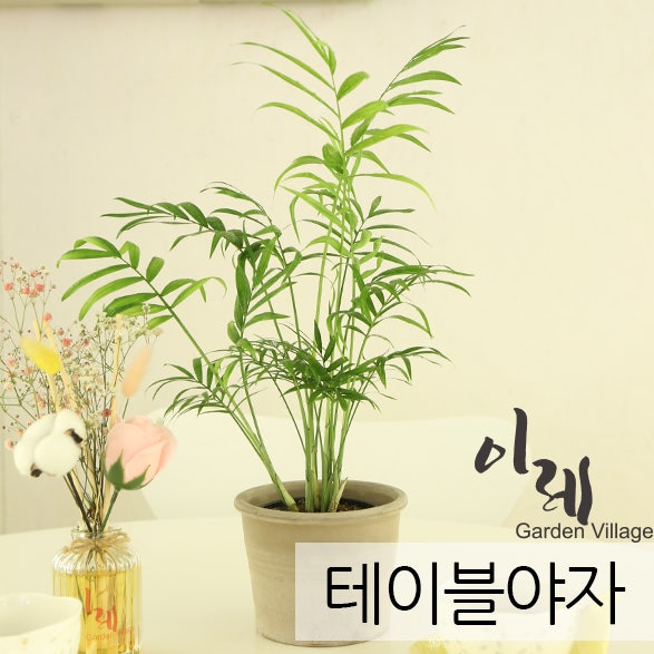 건조한 집에 좋은 식물 / 예쁜데 능력까지 기특한 반려식물