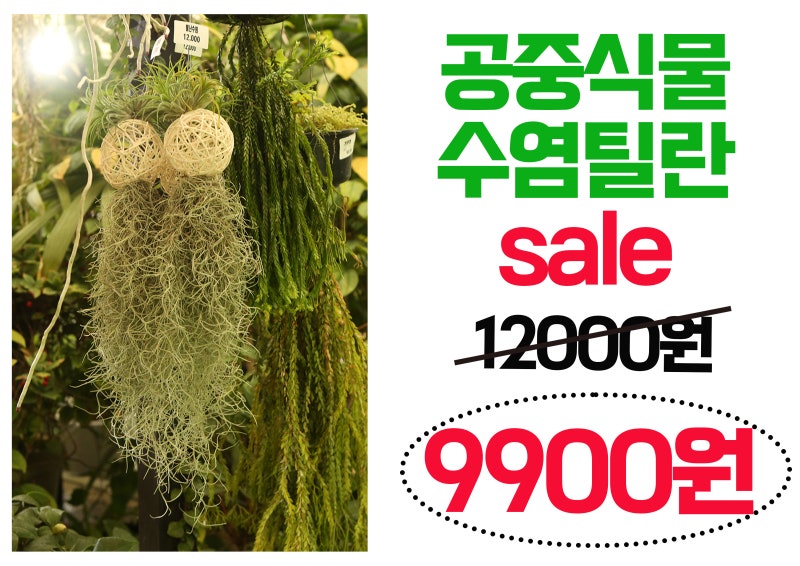 허브 애플민트, 공중식물 틸란수염 할인 중!