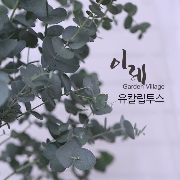 식물이야기 / 유칼립투스와 하트모양의 유칼립투스 폴리안