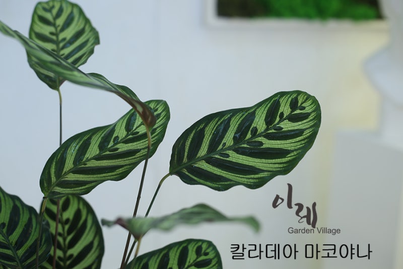 요즘 인기쟁이 식물 / 칼레데아 마코야나 반려식물
