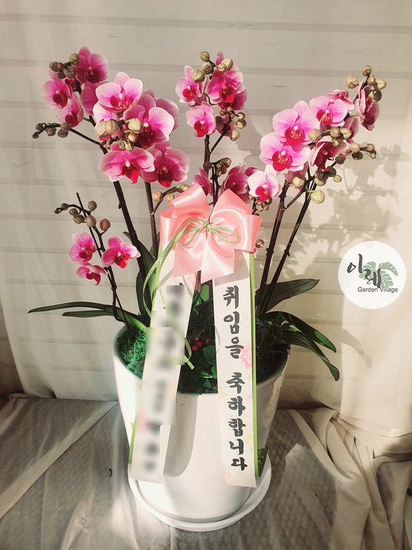 김포 대형화원 / 꽃집, 김포 승진선물
