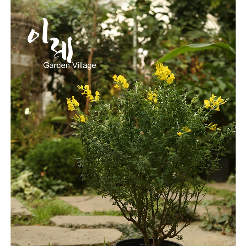 봄도 전에 봄향기 느끼게해주는 반려식물 애니시다