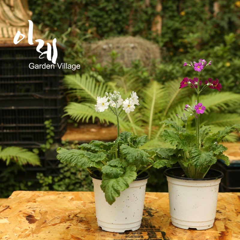봄을 준비하는 소리?! 우리집에 놓을 예쁜 봄꽃 마라고데스 어떤가요?