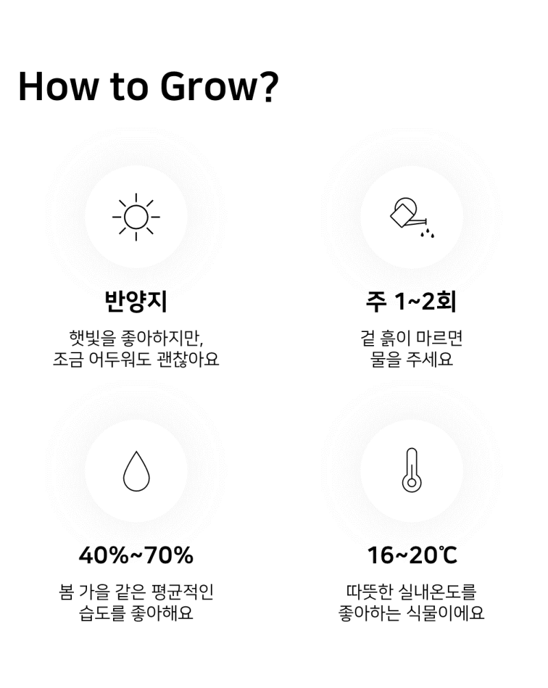 이레가든빌리지 베고니아 키우기