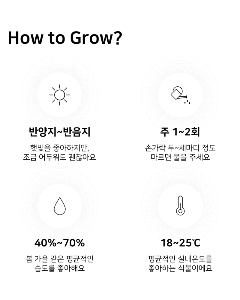 이레가든빌리지 임페리얼 골드 썬레드 키우기