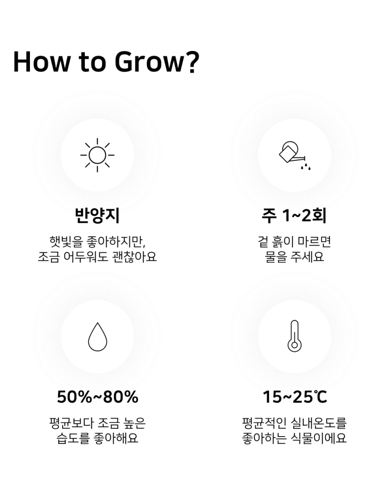 이레가든빌리지 칼라데아 인시그니스 키우기