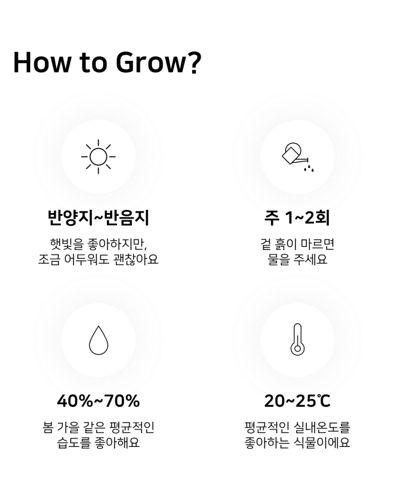 이레가든빌리지 스노우 사파이어 키우기