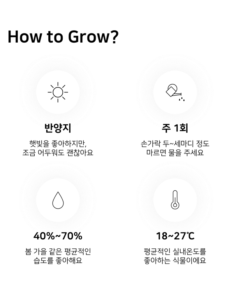 이레가든빌리지 수채화 고무나무 키우기