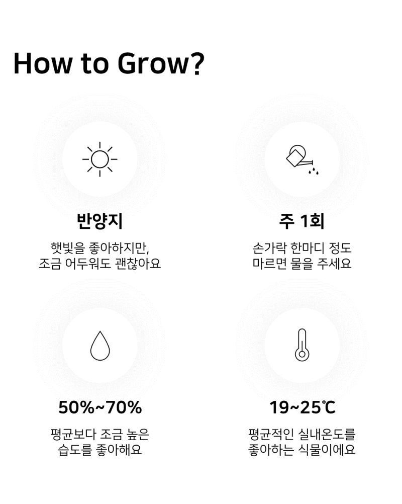 이레가든빌리지 떡갈고무나무 키우기
