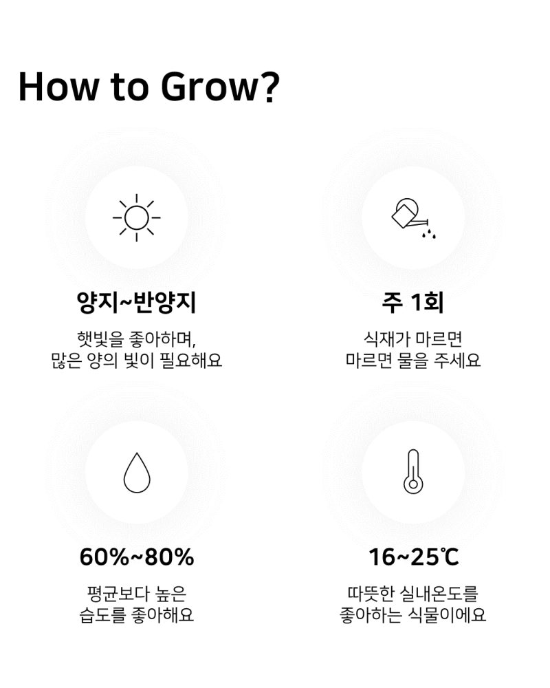 이레가든빌리지 박쥐란 키우기