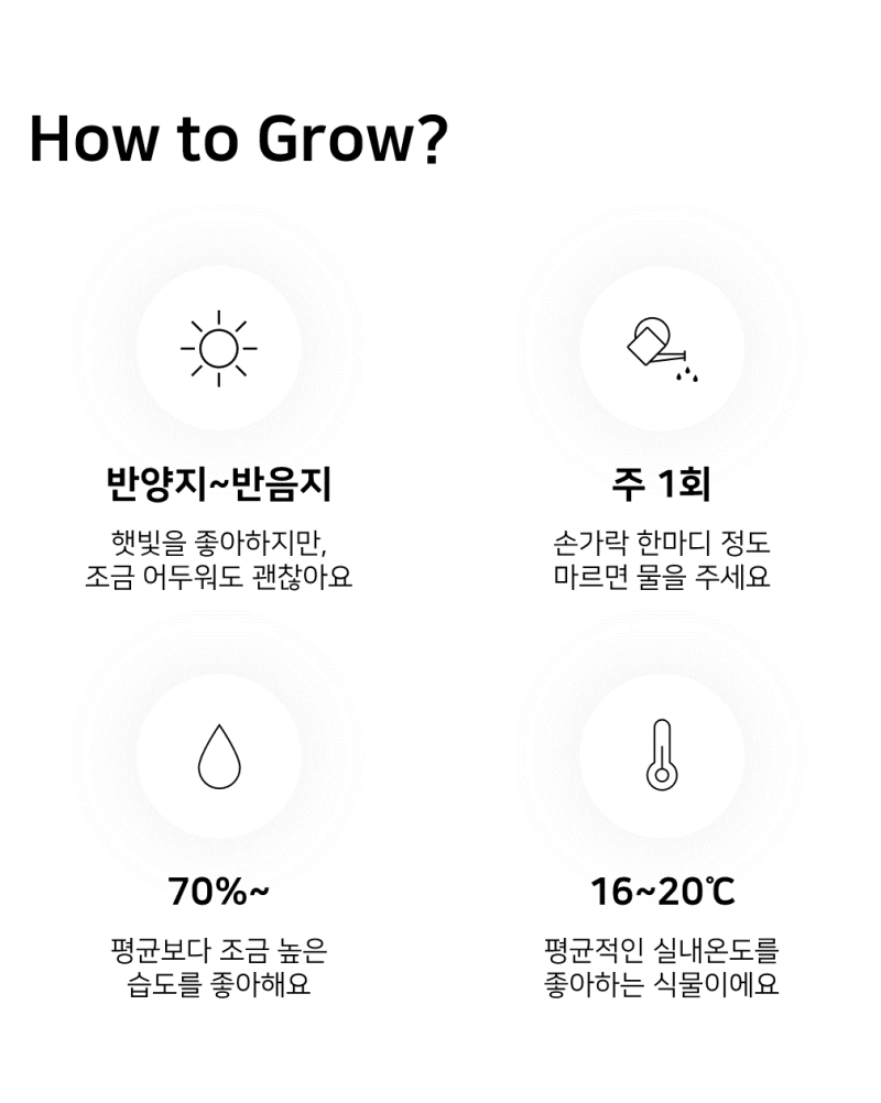 이레가든빌리지 후마타 고사리 키우기
