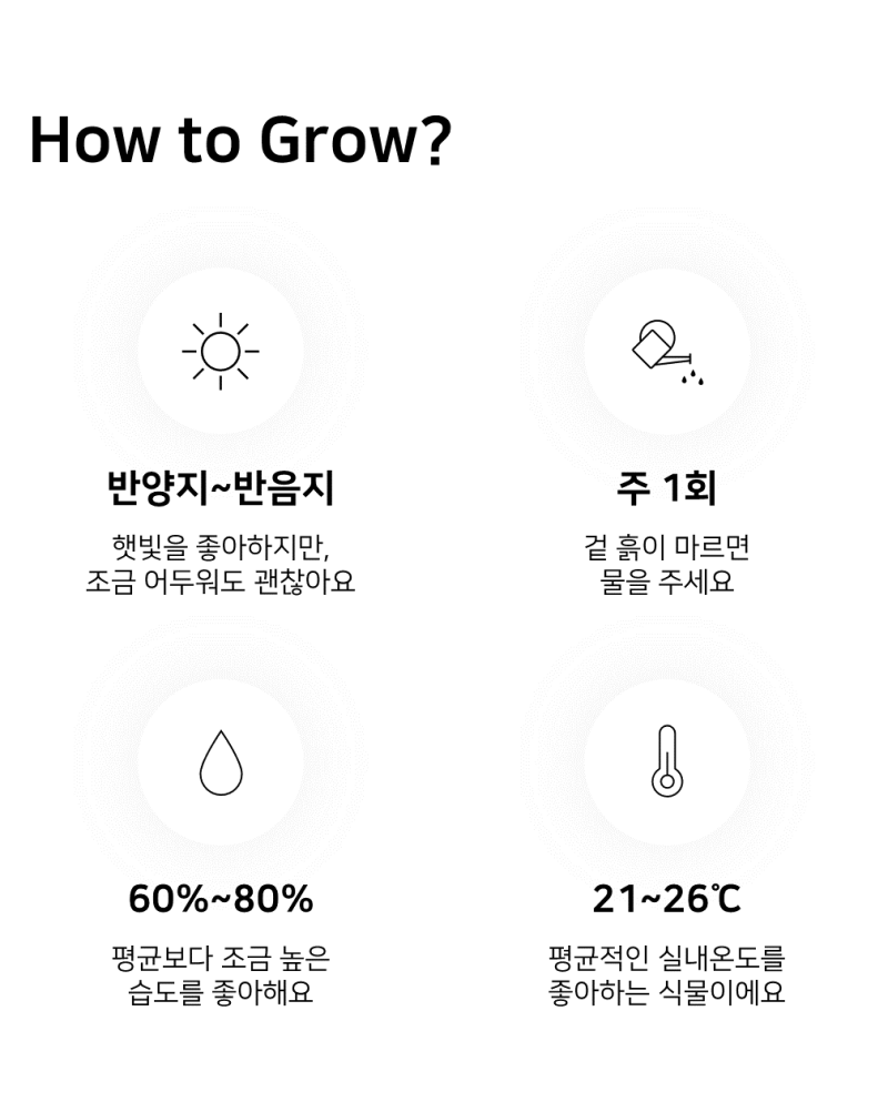 이레가든빌리지 칼라데아 도티 키우기