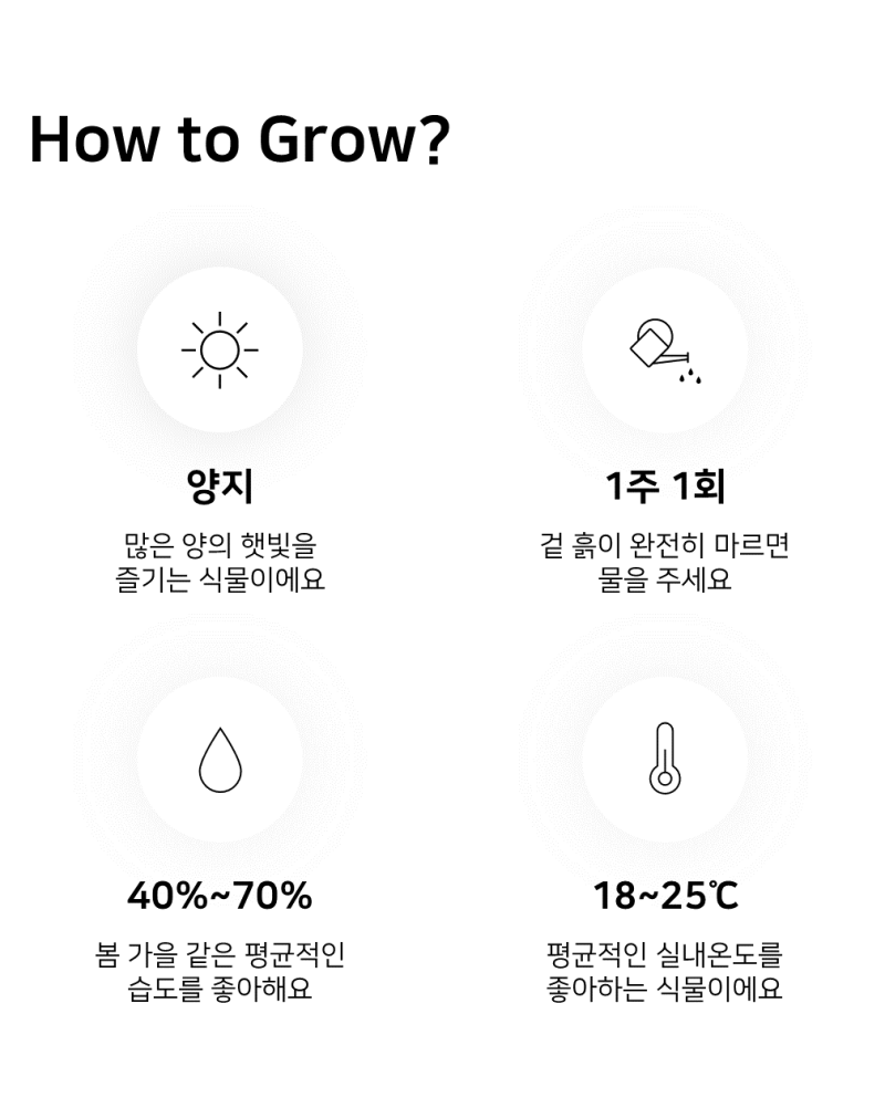 이레가든빌리지 유칼립투스 키우기