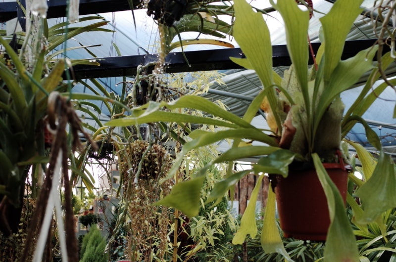 플랜테리어 공중식물 감성세팅의 정석 이레가든빌리지의 'Air plant zone'
