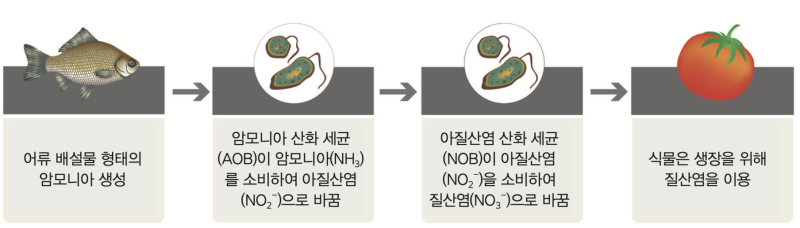 농업 + 과학 + 환경이 만나면?!  이레가든빌리지의 'Aquaponics'!!