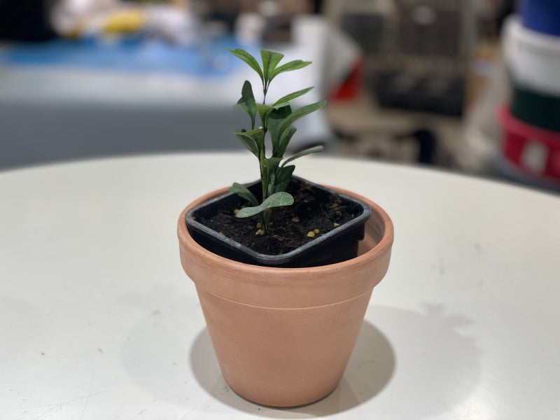 'Schefflera family'를 소개합니다! (하트리프, 홍콩야자, 무늬홍콩야자, 대엽홍콩야자)