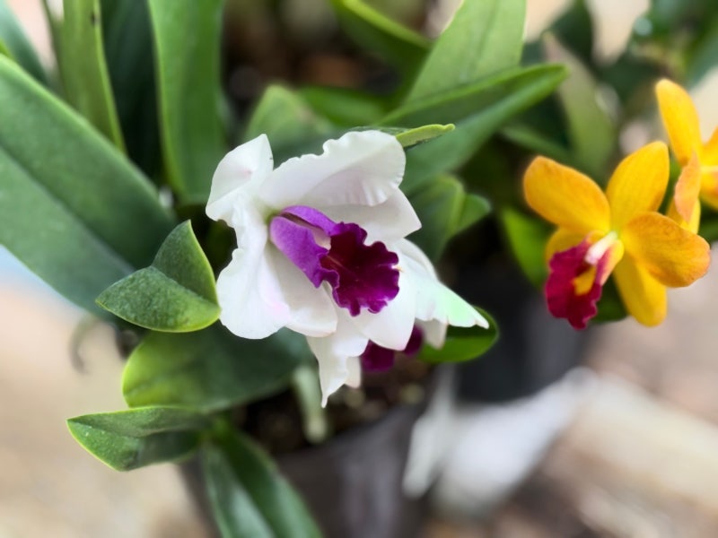 Orchidelirium을 일으켰던 난초계의 여왕 'Cattleya' 카틀레아