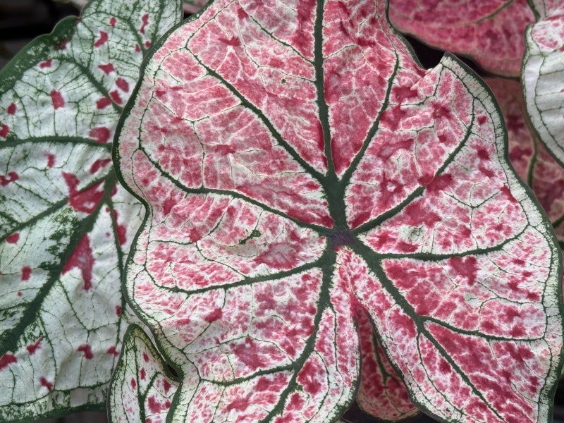 수채화 물감을 흩뿌린 듯한 예술적인 식물, '칼라디움(Caladium)'을 소개합니다.